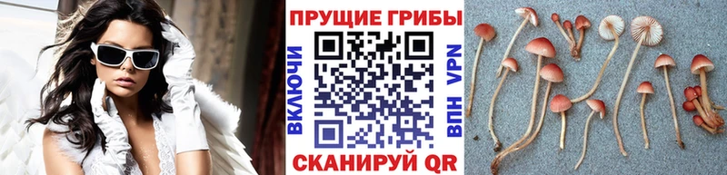 Галлюциногенные грибы Magic Shrooms  даркнет сайт  Урус-Мартан 